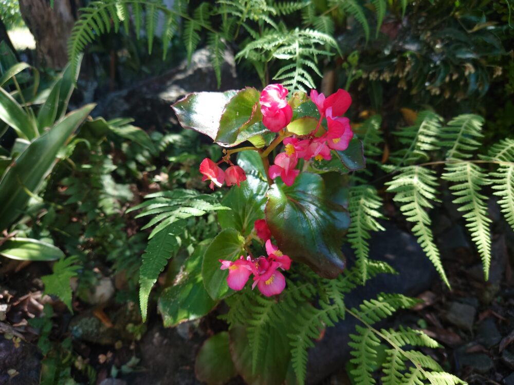 シダの葉の影の中で、柔らかな光を受けて咲くベゴニアの花とつややかな葉の質感