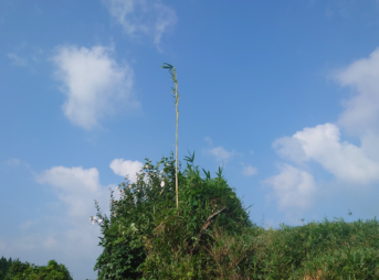 家の裏の囲い木の中からまっすぐ天へ伸びる一本の竹。青空を背景に、生命の力を感じさせる姿。