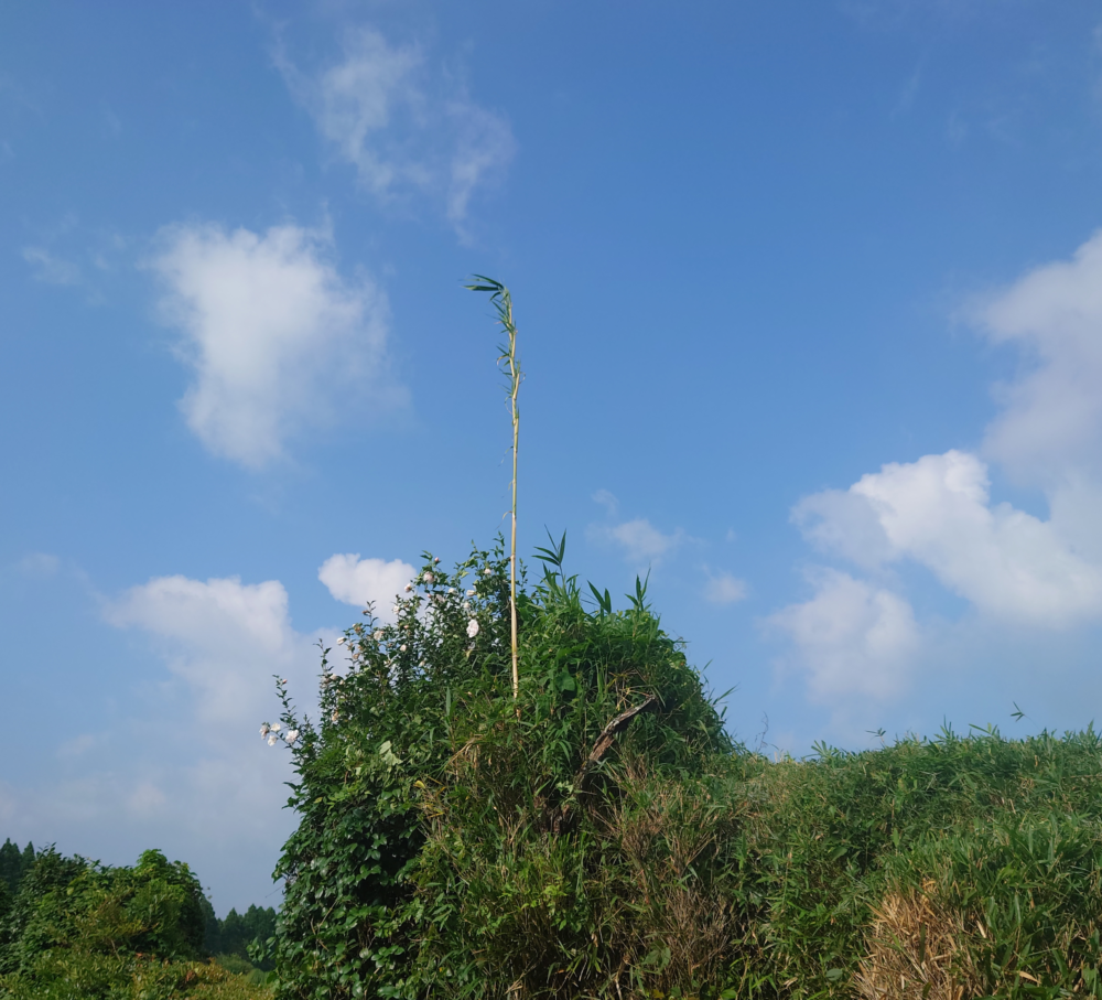 家の裏の囲い木の中からまっすぐ天へ伸びる一本の竹。青空を背景に、生命の力を感じさせる姿。