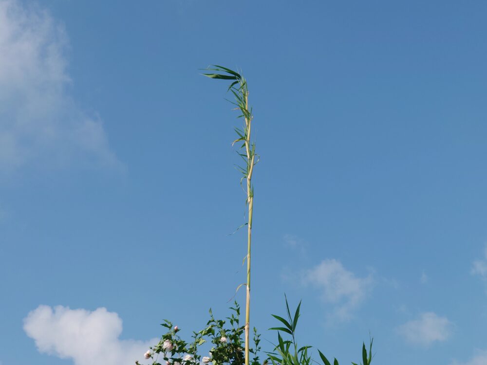 青空に向かってまっすぐ伸びる若いマダケの一本竹。細い枝と葉を揺らしながら天へ伸び続ける姿