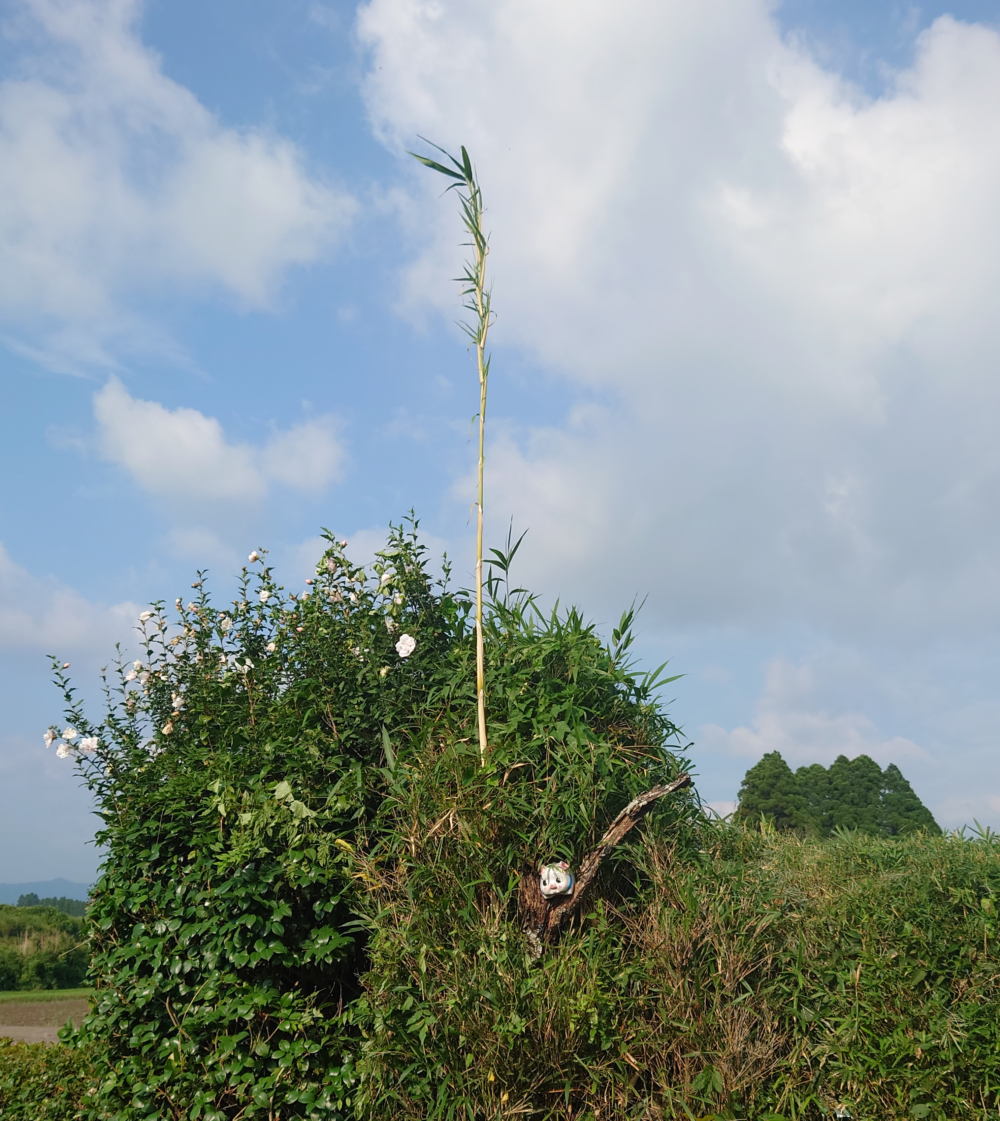 家の裏で成長した太く立派な竹の幹。力強く天へ伸び、自然の生命力を象徴している。