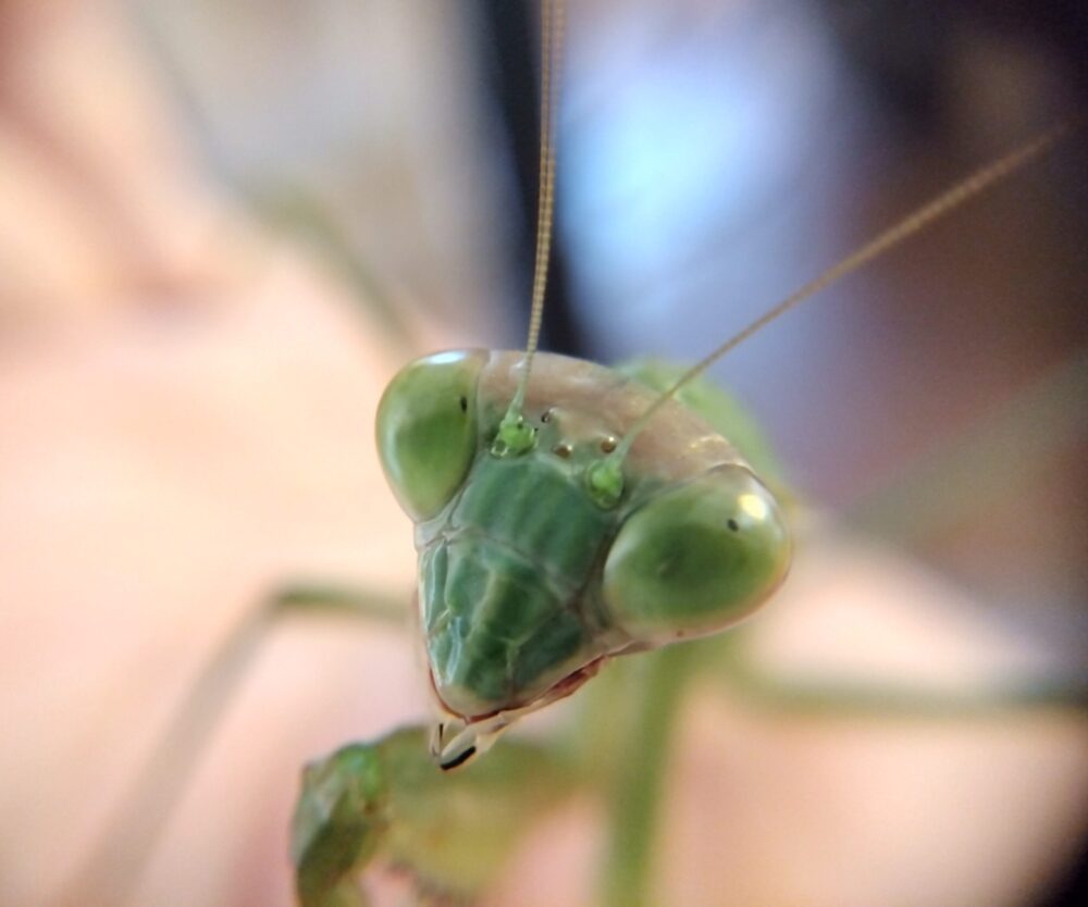 静かにこちらを見つめるカマキリの姿|好奇心を誘う観察写真