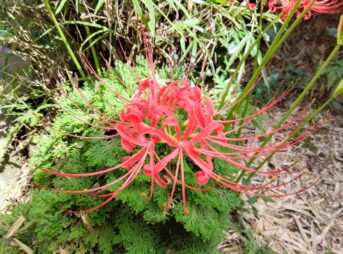 緑の苔の上に咲く真紅の彼岸花。細く伸びる花弁が放射状に広がり、秋の光の中で静かに輝いている。