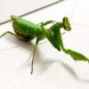 翅の真ん中、左右に白い斑点とカマの二の腕に黄色い突起が特徴のハラビロカマキリ