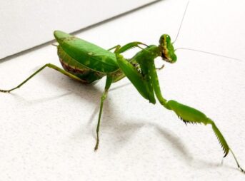 翅の真ん中、左右に白い斑点とカマの二の腕に黄色い突起が特徴のハラビロカマキリ