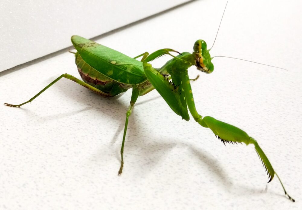 カマキリの前脚(鎌)の近接写真|獲物を捕らえるための鋭いトゲ