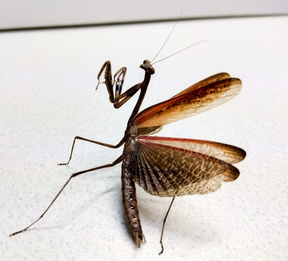 翅を大きく広げ威嚇姿勢をとるカマキリの写真|赤色の後翅が見える防御行動