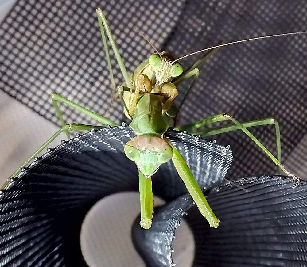 オオカマキリのメスの背中にオスが乗り、交尾している様子を正面から撮影した接写写真