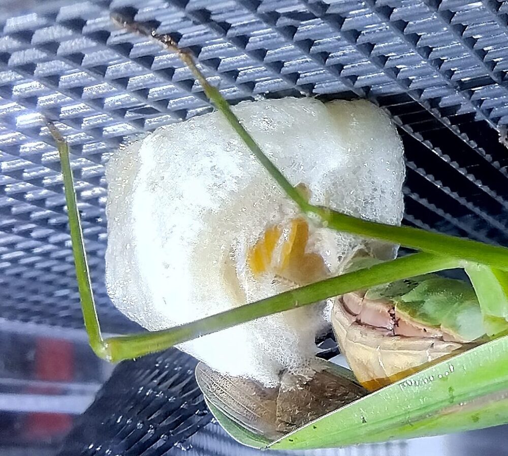 交尾成立から約1週間後、オオカマキリのメスが腹端から白い泡状の分泌物を出し、卵嚢を形成しながら産卵している様子の接写写真