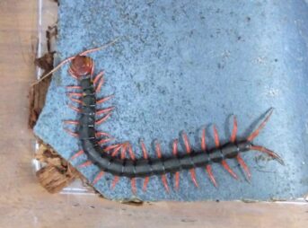 飼育中のムカデが夜に瓦の上でじっと休む姿。温度・湿度に合わせた行動の一例