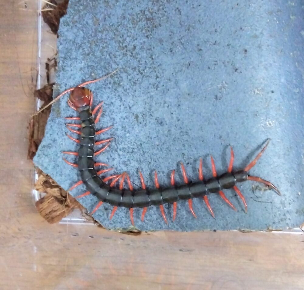 飼育中のムカデが夜に瓦の上でじっと休む姿。温度・湿度に合わせた行動の一例