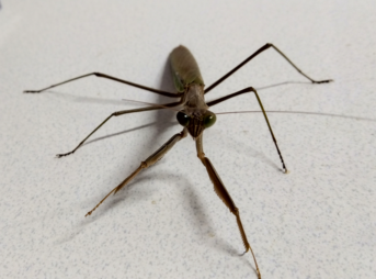 "晩秋の飼育ケースに佇むオオカマキリ。命の終わりを静かに迎える姿。"