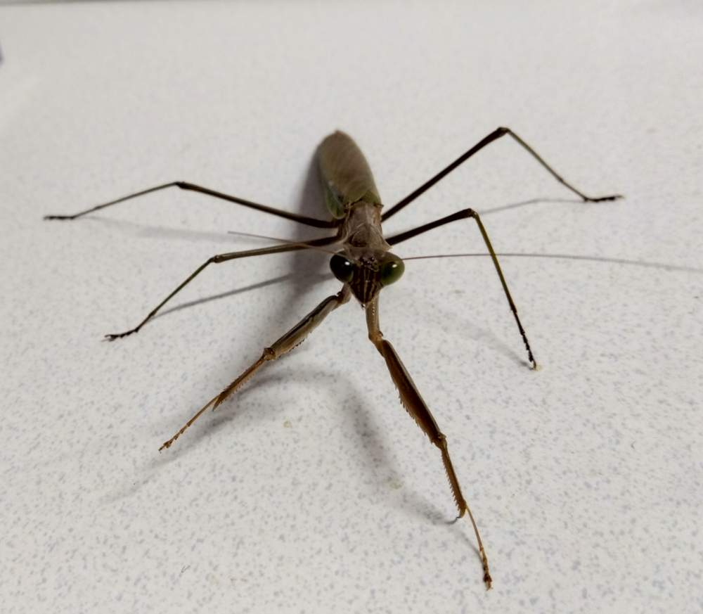 "晩秋の飼育ケースに佇むオオカマキリ。命の終わりを静かに迎える姿。"