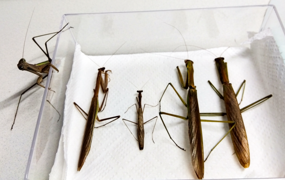 "秋の終わりに残った一匹のオオカマキリ。仲間たちは亡くなり傍らで1匹だけ佇む"