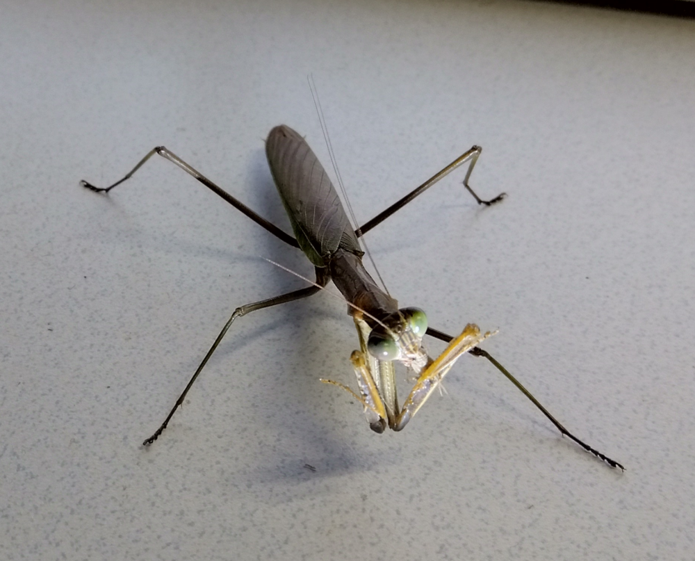 "老化の兆しが見えるオオカマキリの姿。黒みがかった目と深い茶褐色の体色が印象的。"