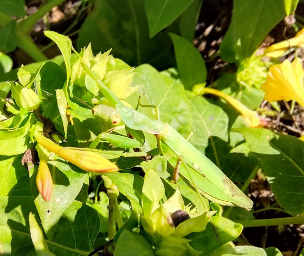 緑のカマキリが葉の上で構える姿|3億年の進化を経て完成した捕食者