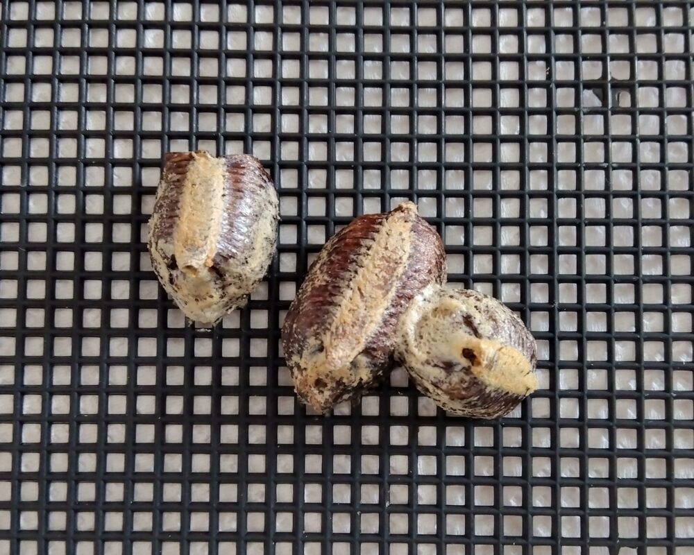 捕獲後から約1か月の間に3回産卵したハラビロカマキリの卵嚢。形が整っており有精卵の可能性がある3つの卵のう。