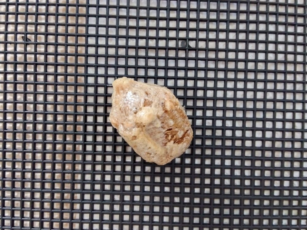 交尾後1週間で産卵したオオカマキリの正常な卵嚢。形が均一で厚みのある卵のう。