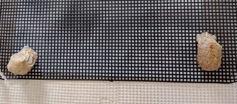 オオカマキリのメスが交尾前に産んだ卵嚢（左）。形がいびつで内部がスカスカな無精卵の可能性が高い卵のう。右が交尾後で形も整って有精卵の可能性の写真。