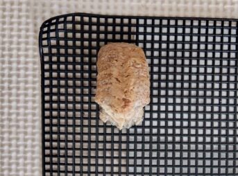 交尾後に産卵したオオカマキリの有精卵と思われる卵嚢。形が整った正常な卵のう。