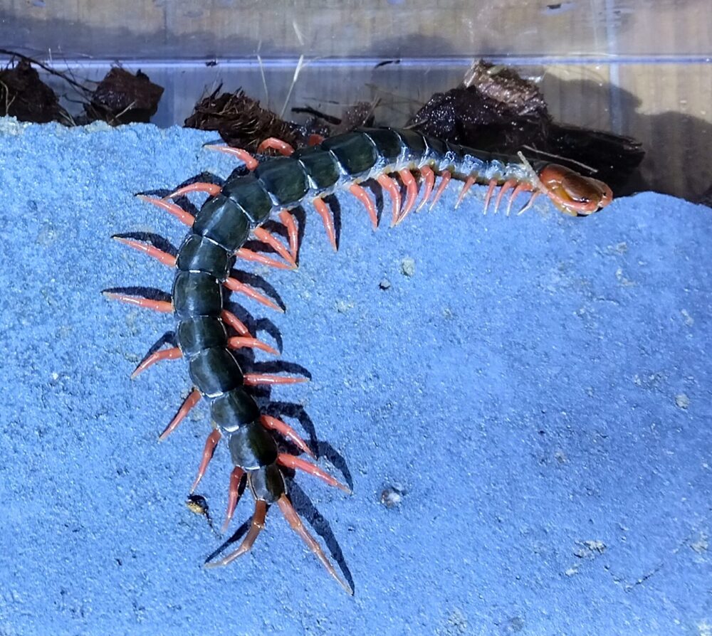 「瓦の上で体を曲げながら休むトビズムカデ。赤い脚と黒緑の体色が鮮明に写っている」