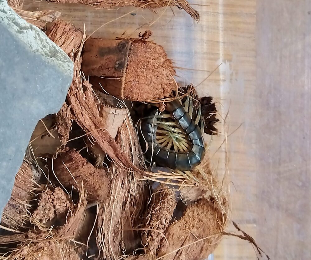 「低温でじっと丸まる小型トビズムカデの冬の姿」