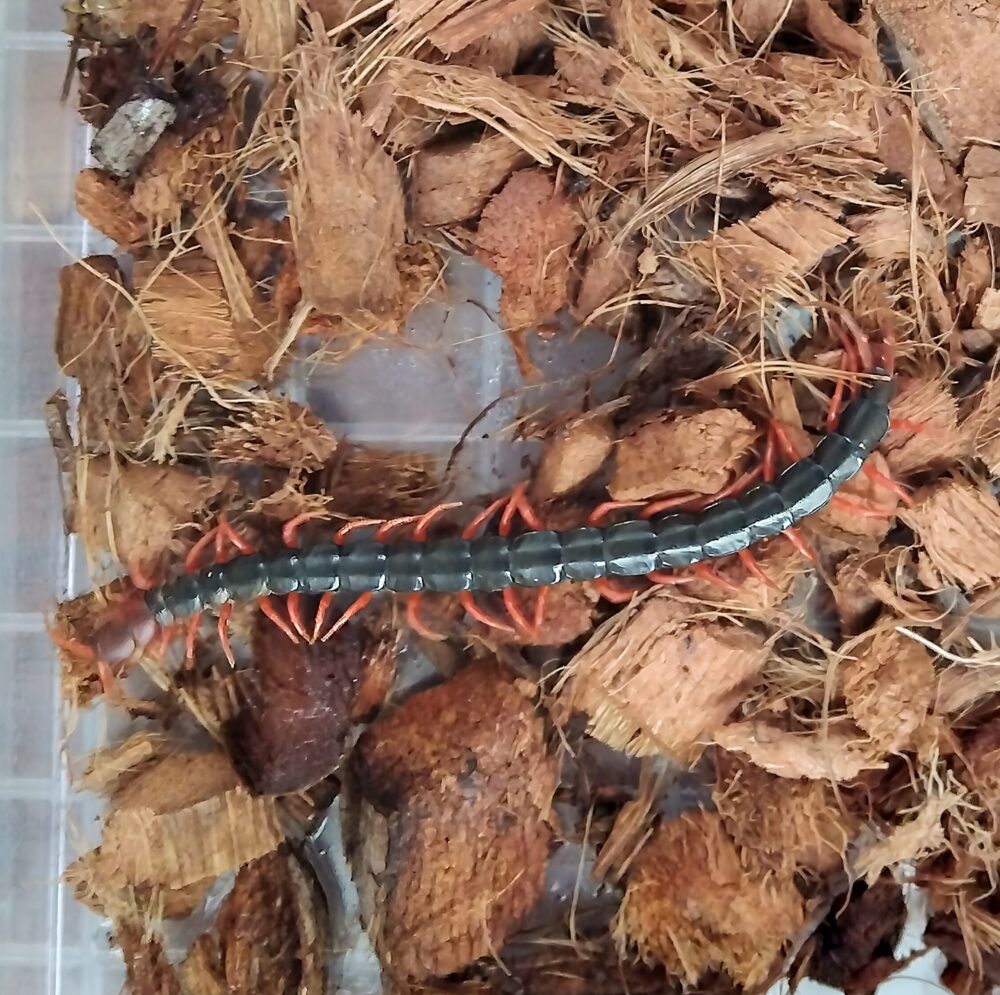 「光を避けながら隙間へ移動する大型トビズムカデ」