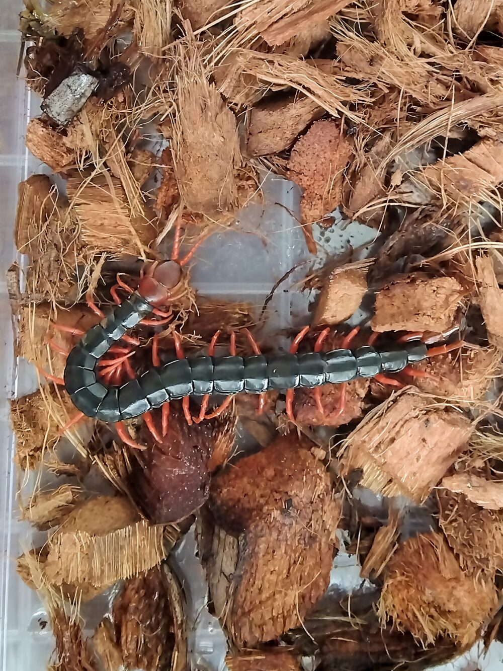 「エサを食べなくなった大型トビズムカデの姿」