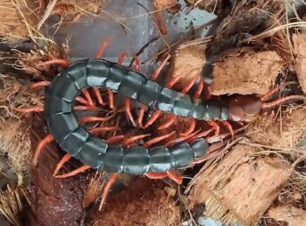 「低温環境でもゆっくりと触角を動かす大型トビズムカデ」
