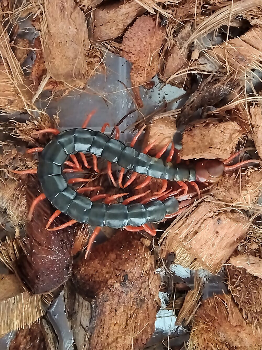 「低温環境でもゆっくりと触角を動かす大型トビズムカデ」