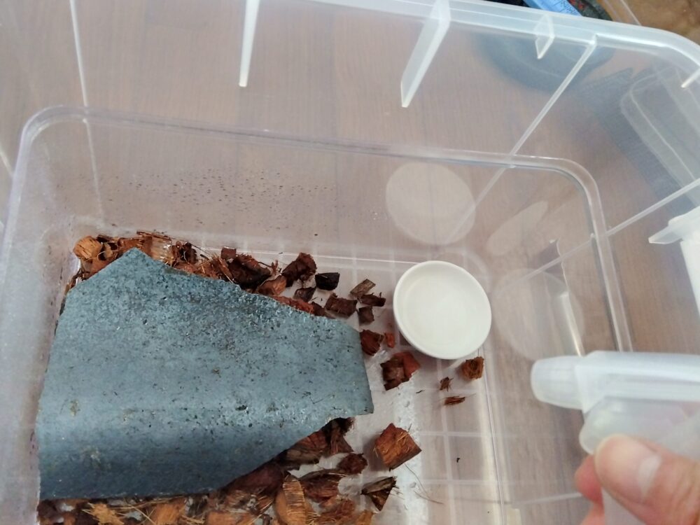 「湿度を保つために軽く霧吹きをしたムカデ飼育ケース内の様子」