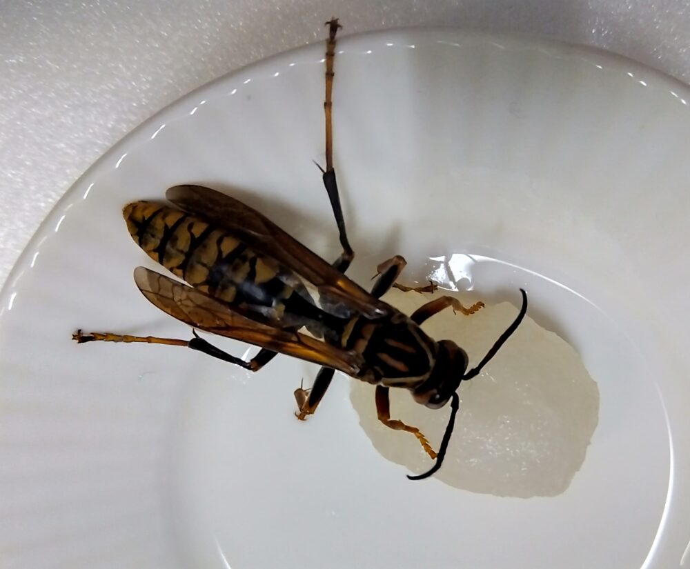 越冬前のエネルギー補給として蜂蜜を吸うセグロアシナガバチの新女王蜂