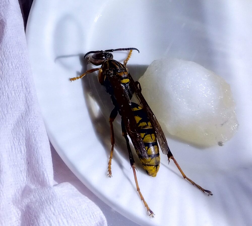 お風呂場の壁で滑り落ちながら弱っていたセグロアシナガバチの新女王蜂の姿