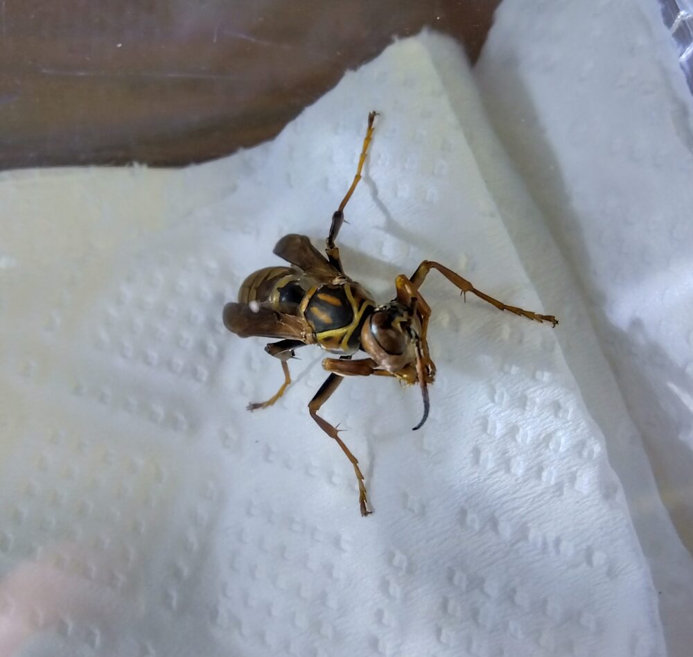 触覚をグルーミングしながら体力を回復するセグロアシナガバチの新女王蜂