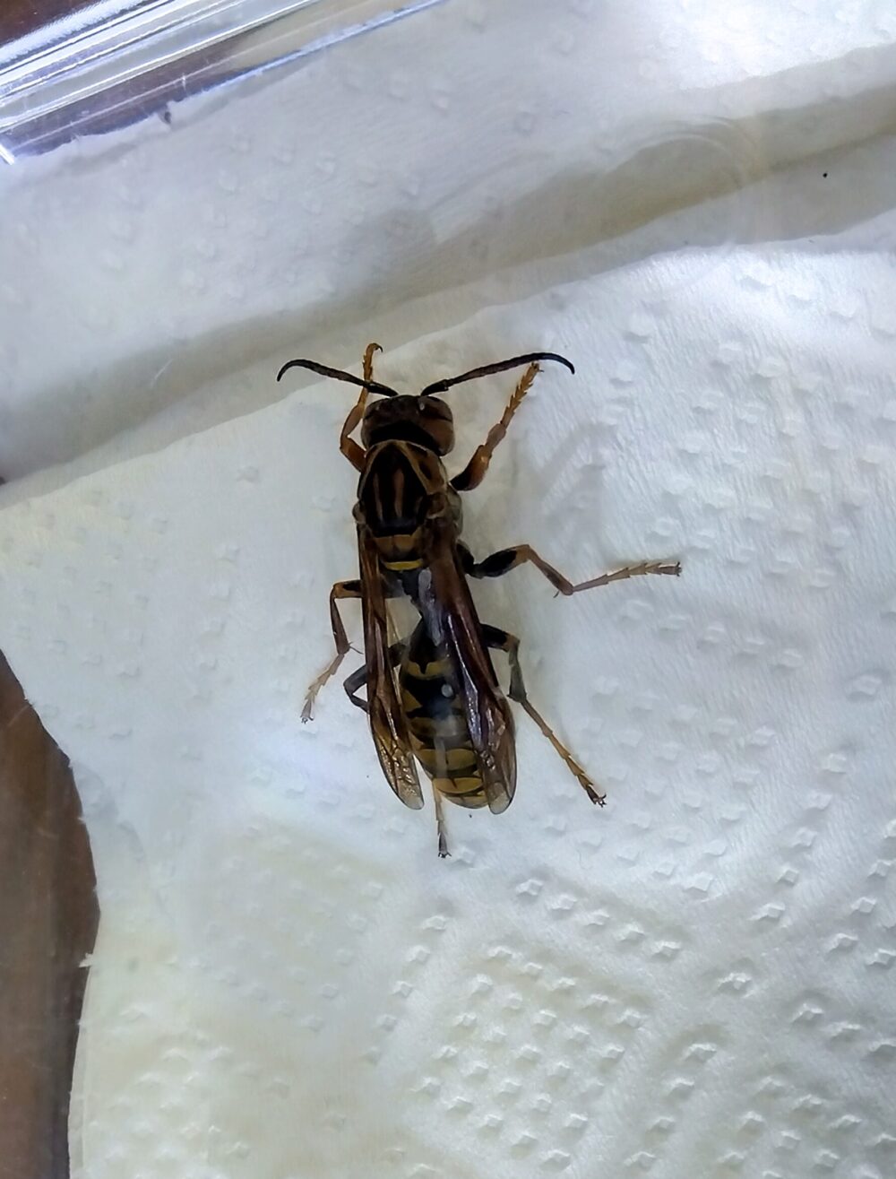 ケース内で落ち着き越冬態勢に入ったセグロアシナガバチの新女王蜂