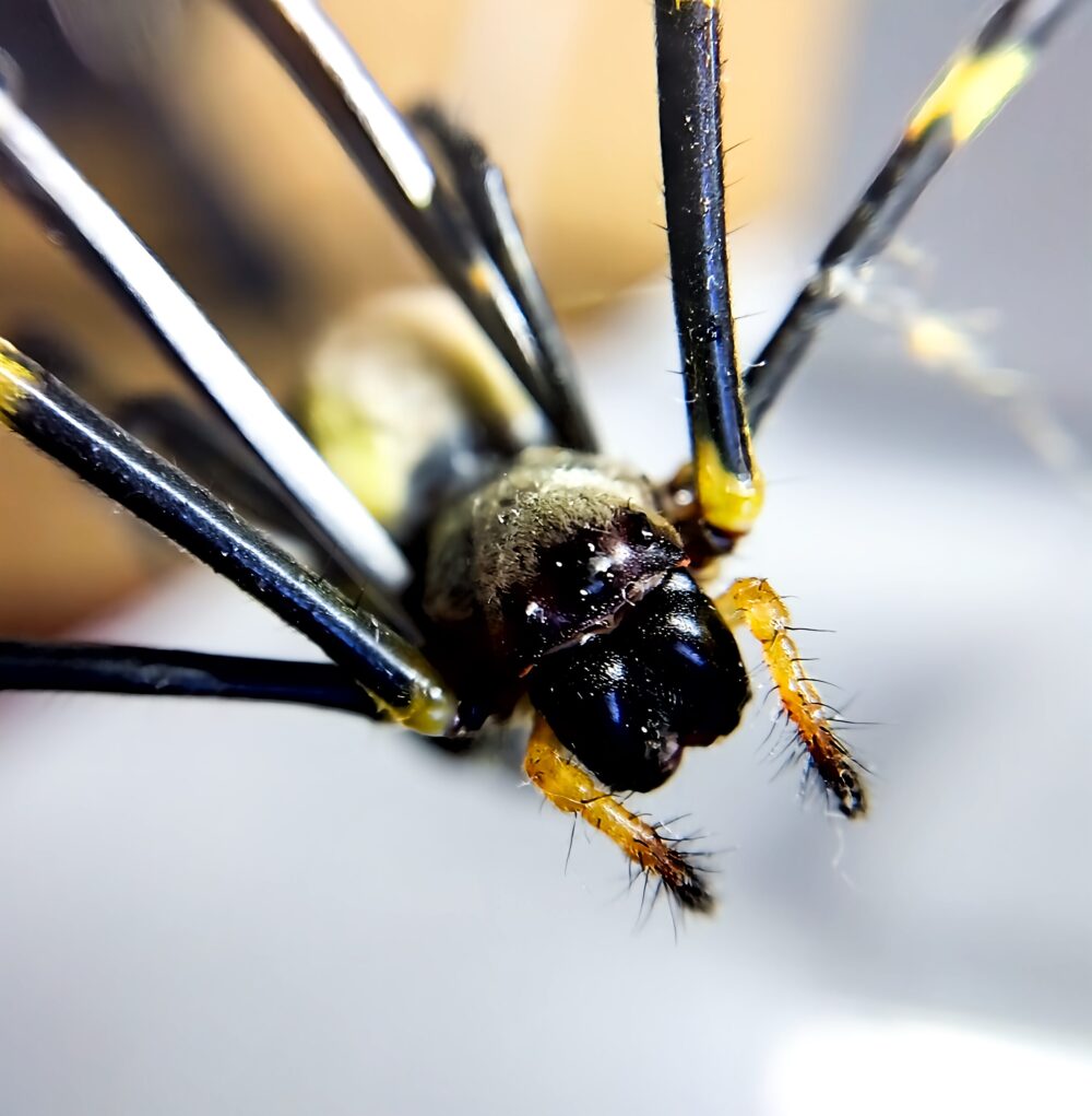 ジョロウグモの顔をマクロ撮影した写真。黒い頭部に同化して8つある目のうち6つが見えているように写っている