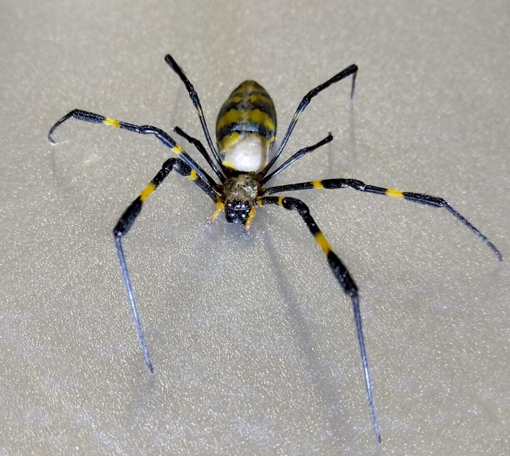 平らなパネルの上に置かれたジョロウグモのメスが、足を広げながら不器用に歩いている様子を撮影した写真