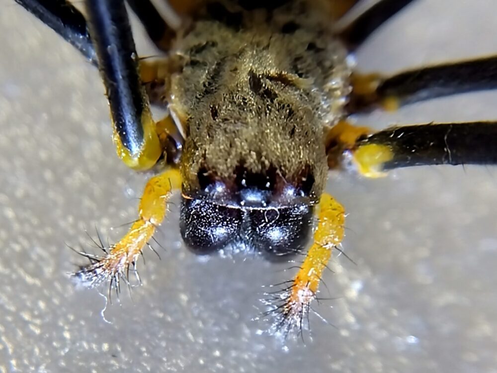 角度を変えてマクロ撮影したジョロウグモの顔。黒い頭部に目が溶け込み、8つの目がどこにあるのか見つけにくい様子がわかる。