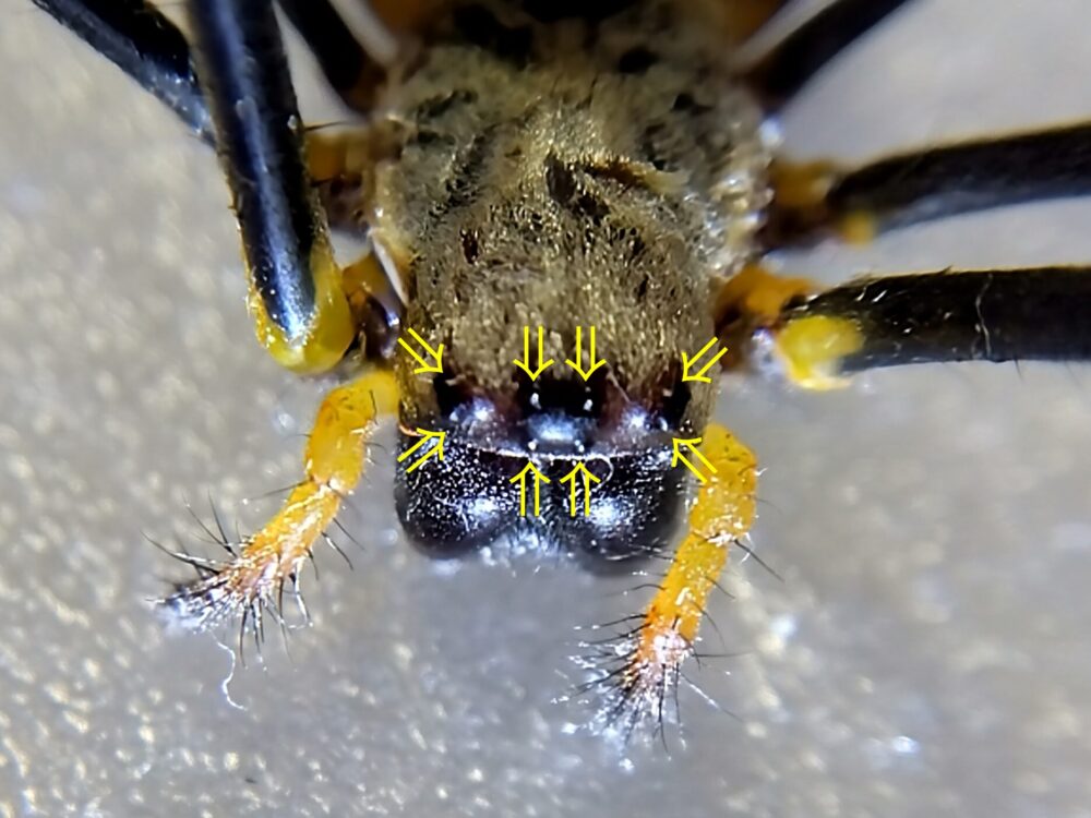 ジョロウグモの顔をマクロ撮影し、8つの目の位置を黄色い矢印で示した解説画像。黒い頭部に目が同化して見えにくい配置がわかる。