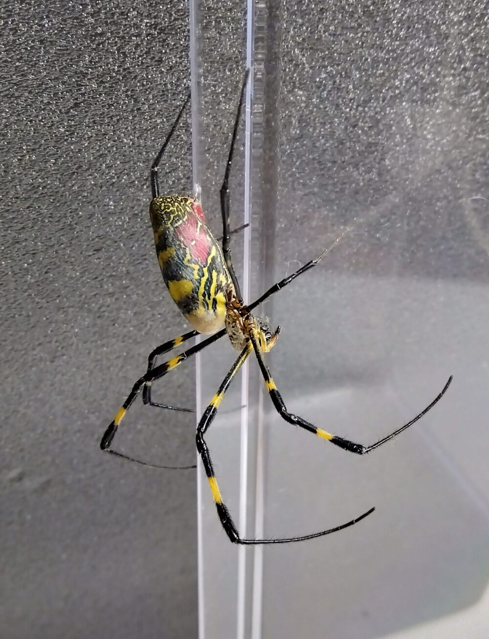 ケースの上部から命綱の糸を垂らし、側面にしっかりと掴まって落ち着いた姿勢をとるジョロウグモのメスを撮影した写真