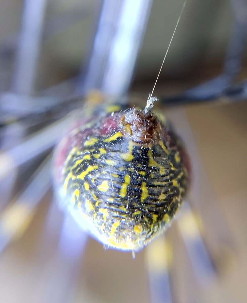 ジョロウグモの腹部から伸びる糸のうち、1本が切れて白い繊維状のほつれが残っている様子をマクロ撮影した写真