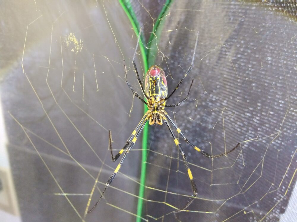 ゲージの中で若いジョロウグモが張った黄色く輝く巣の中央に静止するメス個体。光を受けて黄金色に見える糸が特徴的な写真。