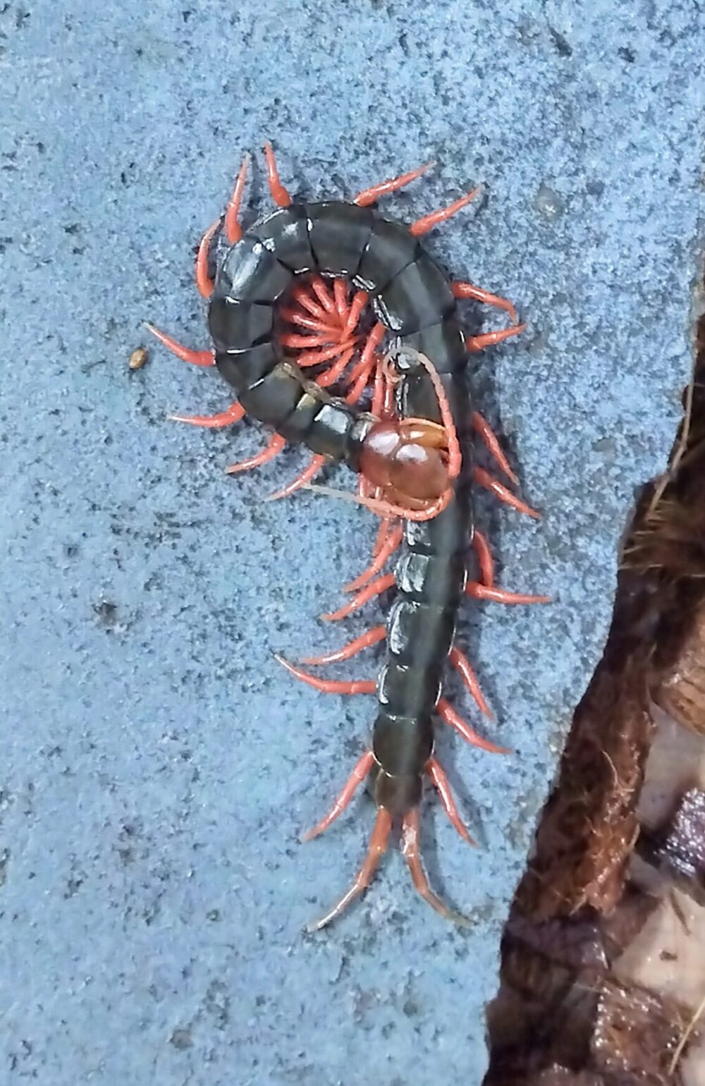 瓦の上で体を丸くして静止するトビズムカデ | 冬の省エネモードで触角を閉じて動かない状態