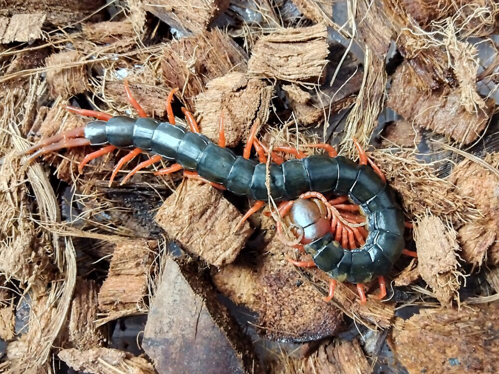 冬の低温で半冬眠状態になり丸まっているトビズムカデが、床材の上で触角だけ反応させている様子