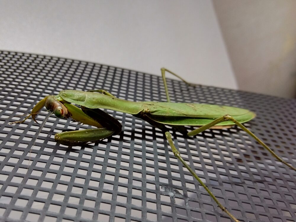 12月25日夕方に保護した終末期のオオカマキリのメス。寒波の影響で体力が衰え、頭を持ち上げても筋力が続かずゆっくり下げていく状態