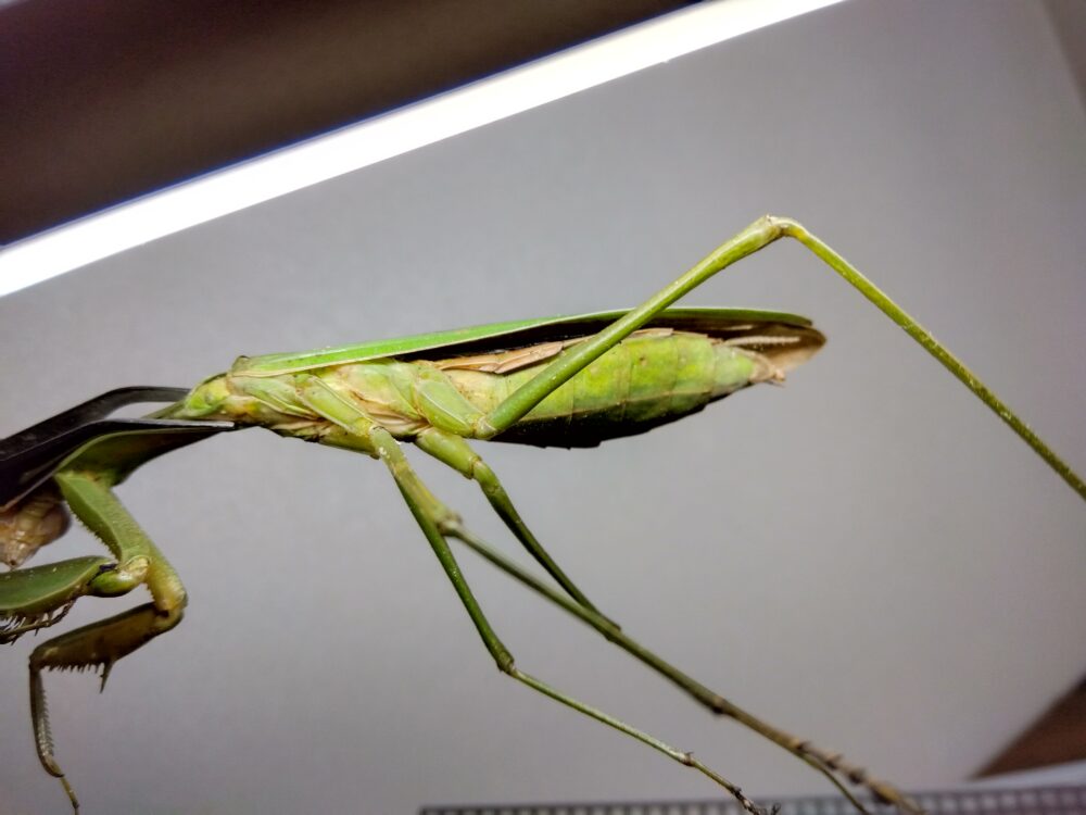 12月25日夕方に捕獲した終末期のオオカマキリのメス。腹部は痩せて平らになり、脚にも力が入らずだらりと下がった状態