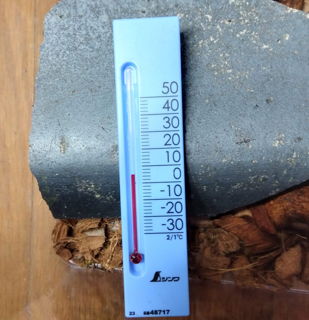 1月2日にムカデ飼育ケース内の瓦の上で測定した気温が約6℃を示している温度計の様子