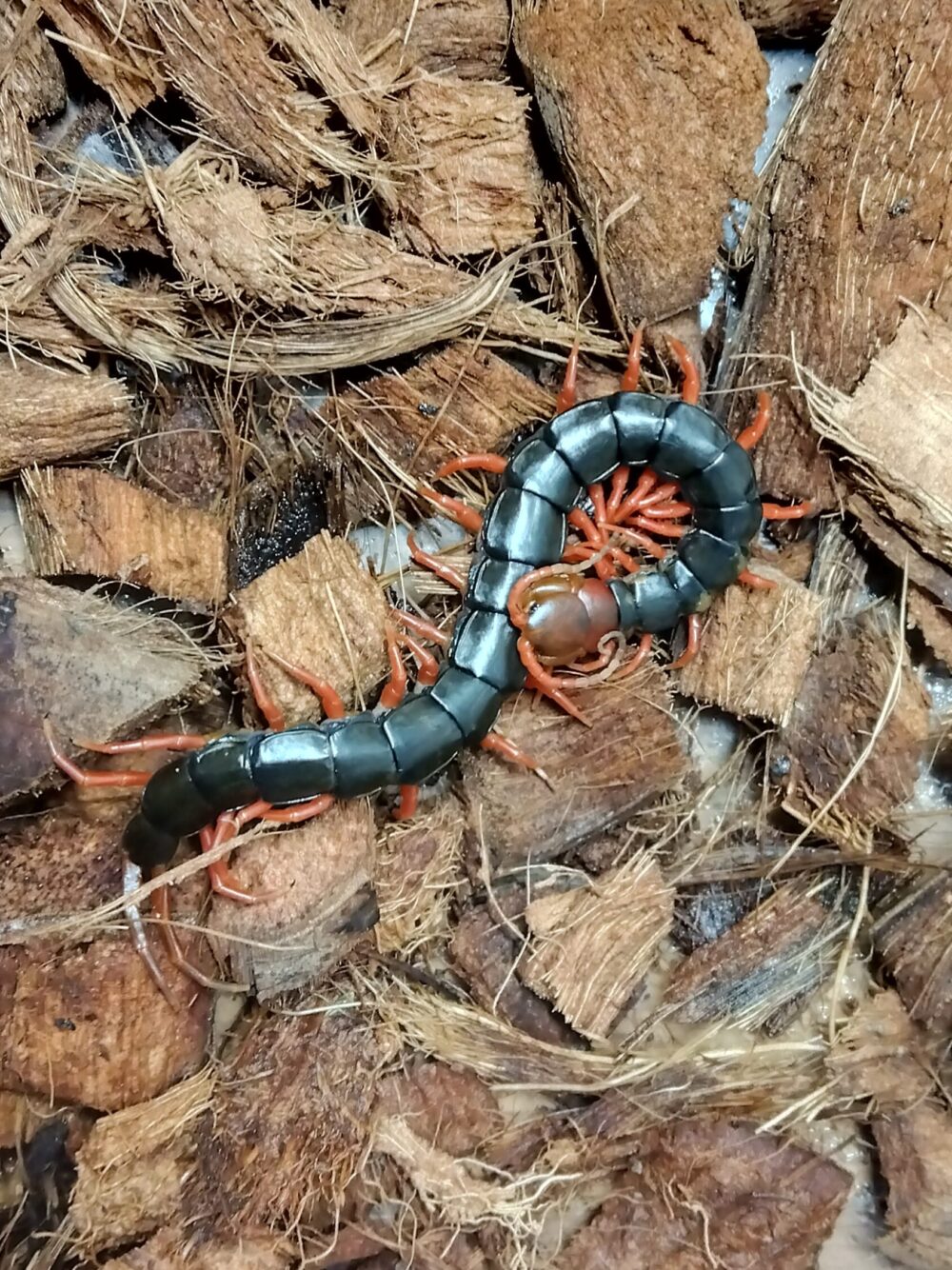 令和8年・1月2日冬の低温で半冬眠状態になり丸まっているトビズムカデが、床材の上で触角だけ反応させている様子