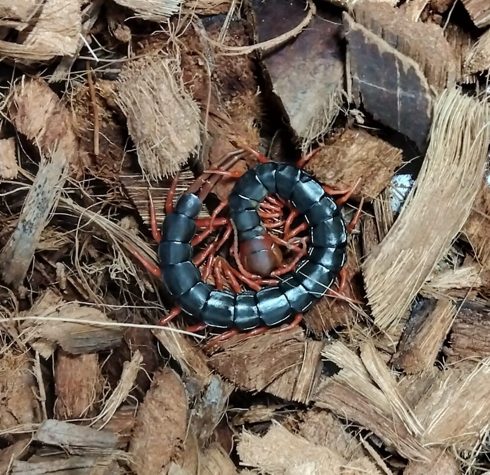 2026年、1月27日半冬眠状態のトビズムカデ。