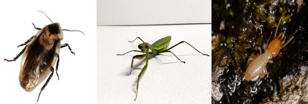 ゴキブリとカマキリとシロアリの3枚の合成写真|カマキリの祖先と近縁であることを示す資料